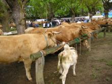 Feira da Ternera