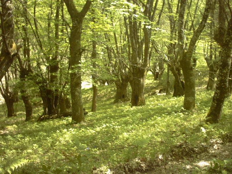 Souto de Castiñeiros en Cedrón